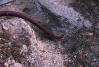 http://www.virguleflottante.com/files/gimgs/th-11_parc (27).jpg